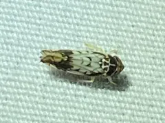 Scaphoideus obtusus thumbnail 1