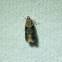 Black-smudged Chionodes Moth thumbnail 3