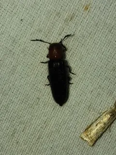 Thoracic Checkered Beetle thumbnail 3