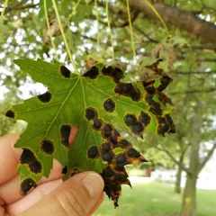 American Tar Spot thumbnail 3