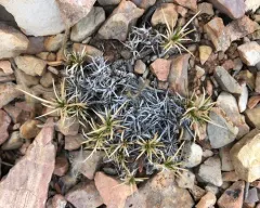Hooker's sandwort thumbnail 2