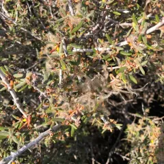 Curlleaf Mountain Mahogany thumbnail 4