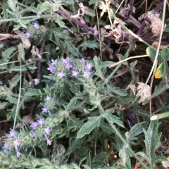 Bigbract Verbena thumbnail 4
