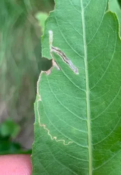 Mompha argentimaculella thumbnail 2
