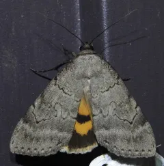 Serene Underwing thumbnail 3
