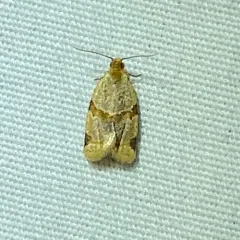 Garden Tortrix thumbnail 2