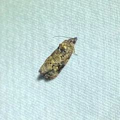 Verbena Bud Moth thumbnail 3