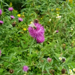 black knapweed thumbnail 4