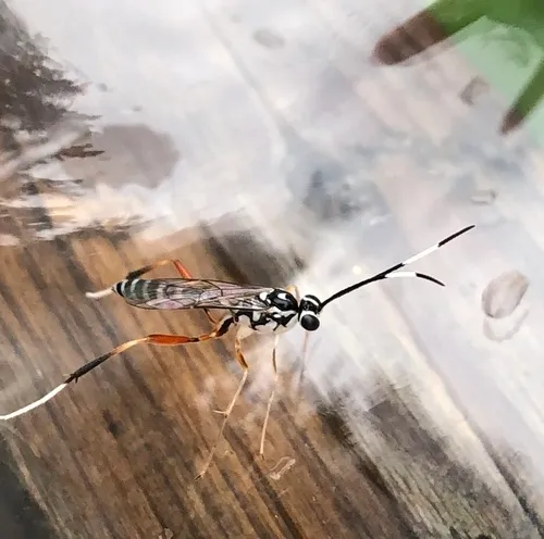 Messatoporus compressicornis
