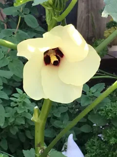 Okra thumbnail 2
