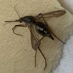 White-footed Woods Mosquito thumbnail 3