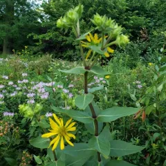 prairie rosinweed thumbnail 4