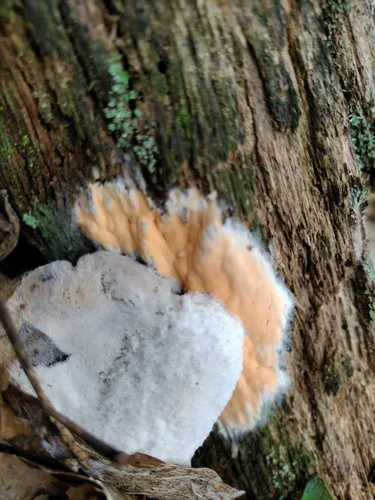 Hypomyces armeniacus
