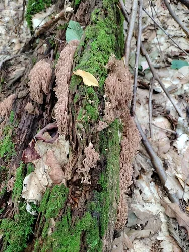 Ramaria rubella