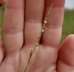 Plains Muhlenbergia thumbnail 3