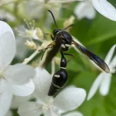 Cross Potter Wasp thumbnail 2
