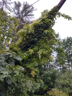 Climbing Hydrangea thumbnail 2