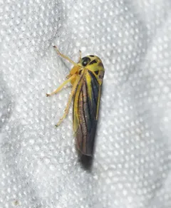 Balcanocerus crataegi thumbnail 2