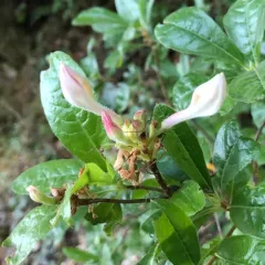 western azalea thumbnail 3