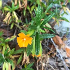 orange bush monkeyflower thumbnail 3