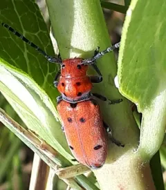 Ringed Long-horned Beetle thumbnail 3
