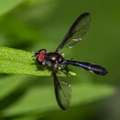 Cobalt Hover Fly thumbnail 2
