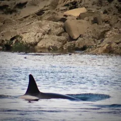 Orca thumbnail 2