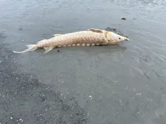 Atlantic Sturgeon thumbnail 3