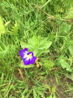 Dwarf Morning-glory thumbnail 2