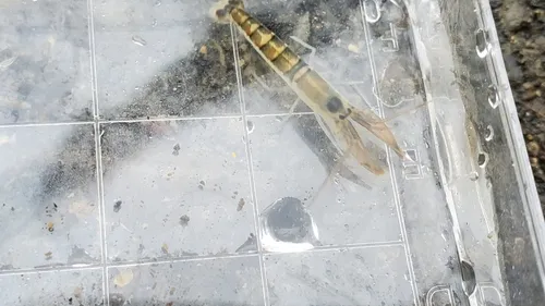 Northern Hooded Shrimp