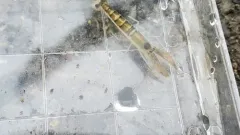 Northern Hooded Shrimp thumbnail 1