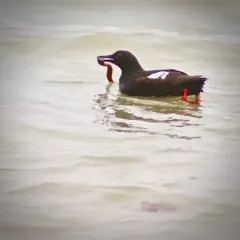 Pigeon Guillemot thumbnail 4