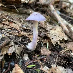 Cortinarius argenteopileatus thumbnail 2