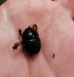 Horn's Earth-boring Beetle thumbnail 2