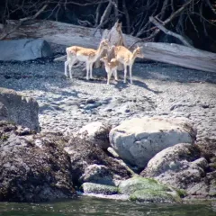 European Fallow Deer thumbnail 4