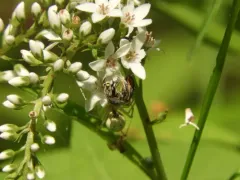 Pointed Sweat Bee thumbnail 3