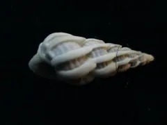 Boreoscala greenlandica thumbnail 2