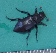Black Burying Beetle thumbnail 3