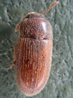Hairy Fungus Beetle thumbnail 1
