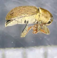 Red Clover Seed Weevil thumbnail 3