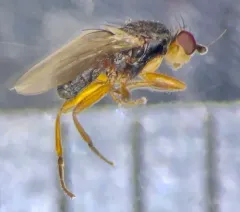 Eulimosina ochripes thumbnail 3