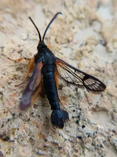 confusing clearwing thumbnail 1