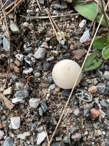 least puffball