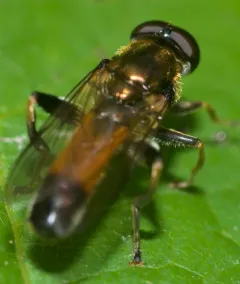 Orange-belted Leafwalker thumbnail 4