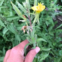 hairy evening primrose thumbnail 3