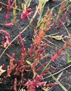 slender glasswort thumbnail 4