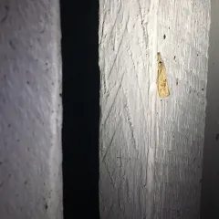 Rice Stalk Borer Moth thumbnail 2