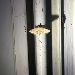 Hollow-spotted Blepharomastix Moth thumbnail 4