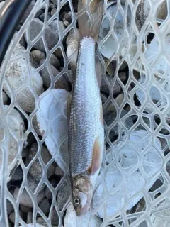 Flathead Chub thumbnail 3