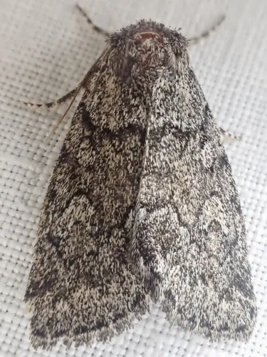 Cosmia elisae